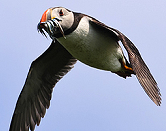 Puffin in flight with a mouthful of fish